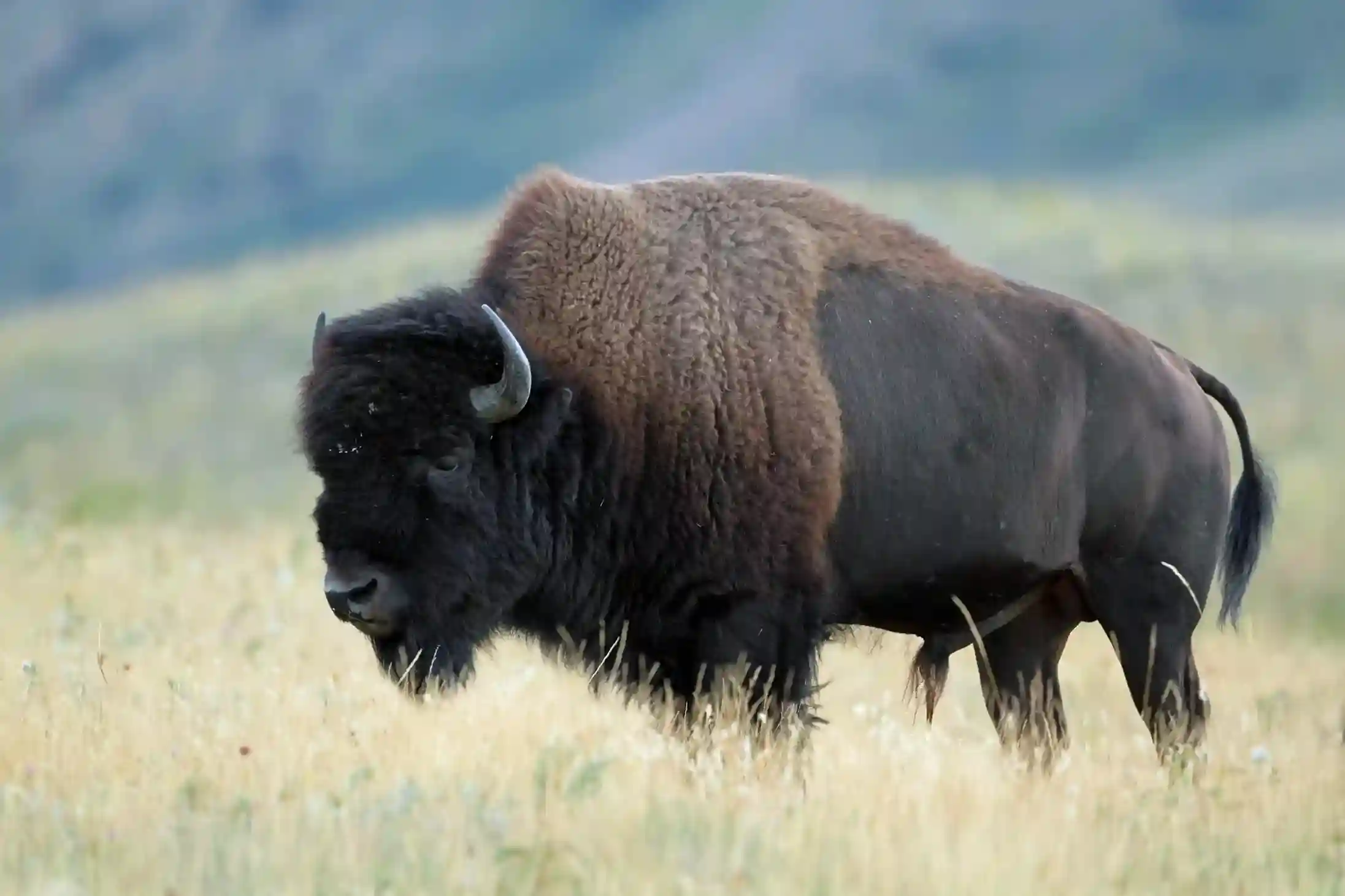 Flight of The Buffalo